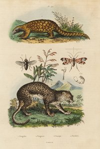 Sunda pangolin, Manis javanica, kritik olarak tehlikede 1, leopar, Panthera pardus 4, at sineği, Tabanus rostratus 3, akrep sineği, Panorpa communis 3 by Unbekannt