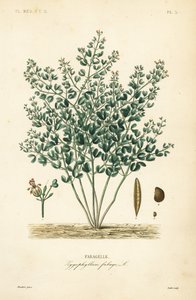 Suriye fasulye-kapari, Zygophyllum fabago, Fabagelle by Unbekannt