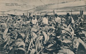 Tente altında tütün. Gölgede Yetiştirilen Tütün - Küba, c1900 by Unbekannt