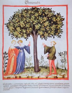 "Tacunum Sanitatis" Codex Vindobonensis Nova Series 2644, fol. 9, Kayısı Toplama, Minyatür (1370-1400) (kağıt üzerine boya) by Unbekannt