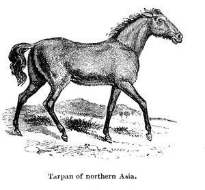 Tarpan, 1850 by Unbekannt