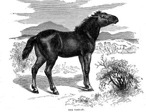 Tarpan, 1884 by Unbekannt