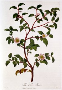Çay: Camellia sinensis