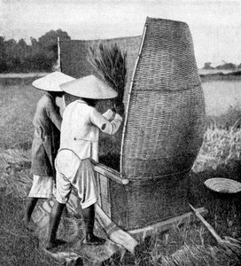 Annamese'nin pirinç toplama ve harmanlama yöntemi, Annam, Vietnam, 1922 by Unbekannt