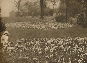 Baharın Çiğdem Halısı, c1935. by Unbekannt