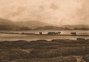 Ynyslas