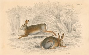 Tavşan Lepus europaeus, 1828 by Unbekannt