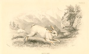 Tavşan Lepus europaeus, 1828 by Unbekannt
