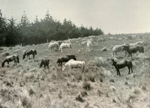 Bıldırcın Adasındaki Mançurya Midillileri, Liman Lyttelton, c1907, 1909 by Unbekannt