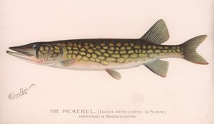 Pickerel Lucius Reticulatus. Le Sueur., c.1920