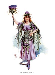 İskoç Devedikeni, 1899 by Unbekannt