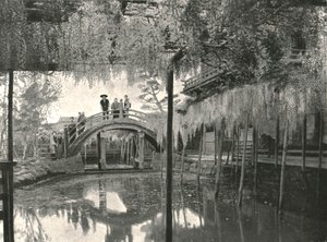 Te New Ginoike Pon d Plan d Wisteria, Kameido, Toi, Japonya, 1895. by Unbekannt