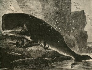 Sperm-Balina, 1882. by Unbekannt