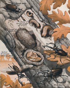 En Büyük İngiliz Böceğinin Öyküsü, 1935 by Unbekannt