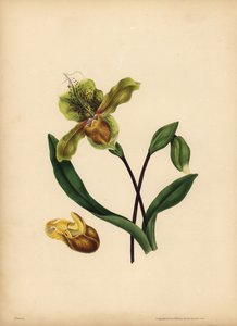 Asil Hanımın Terliği, Cypripedium reginae, Benzerlik by Unbekannt