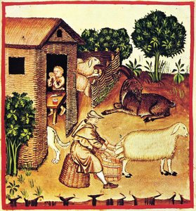 Peynir üretimi. Tacuinum Sanitatis