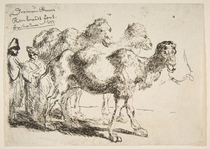 Üç Dromedaries.n.d. by Unbekannt