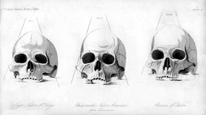 Üç tip insan kafatası, 1848 by Unbekannt