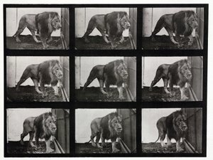 Kafesinde volta atan bir aslanın hızlandırılmış fotoğrafları by Unbekannt