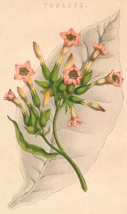Tütün, c19. yüzyıl by Unbekannt