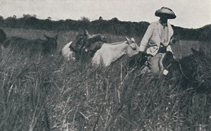 Pampalarda Yolculuk, 1916 by Unbekannt