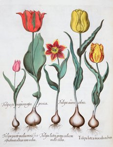Laleler, 1613 by Unbekannt