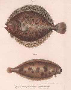 Kalkan, Rhombus maximus, Ortak Solea vulgaris, c.1850