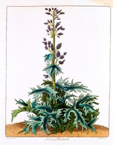 Türkiye Ravent, 1798 by Unbekannt