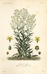 Türk siğil lahanası veya Türk roketi, Bunias orientalis, Bunias de Levant by Unbekannt