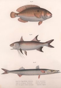 İki noktalı Bimaculatus, Afrika Redfin, Ortak Barracuda, c.1850