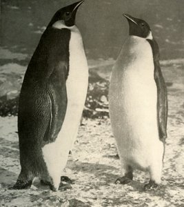 İki İmparator Penguen, c1908, 1909. by Unbekannt