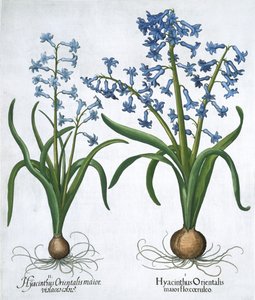 İki mavi sümbül, 1613 by Unbekannt