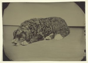 İsimsiz Köpek, 185099. by Unbekannt