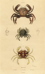 Kadife yengeç, Necora puber 1, mermer yüzücü yengeç, Liocarcinus marmoreus 2 ve Pennant