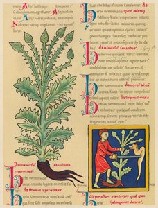 Verbena veya Vervain, 1947 by Unbekannt