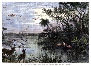 St John Nehri, Florida'nın Kollarından birinde görüntüleyin, 19. yüzyıl by Unbekannt