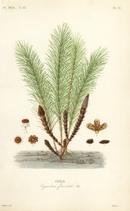 Su atkuyruğu veya bataklık atkuyruğu, Equisetum fluviatile, Prele by Unbekannt