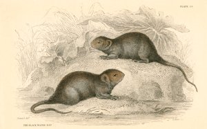 Kara su sıçanı olarak da bilinen su faresi Arvicola terrestris, 1828 by Unbekannt