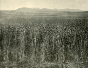 Buğday Tarlası, Canning Downs, Queensland, 1901. by Unbekannt