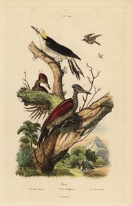 Beyaz ağaçkakan, Melanerpes candidus, Filipin cüce ağaçkakan, Yungipicus maculatus, erkek ve dişi by Unbekannt