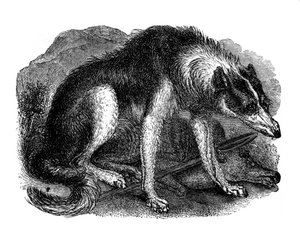 Kurt köpeği, 1848 by Unbekannt