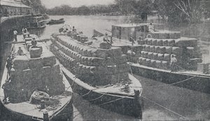 Murray Nehri