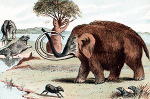 Yünlü mamut Mamuthus, 1892 by Unbekannt