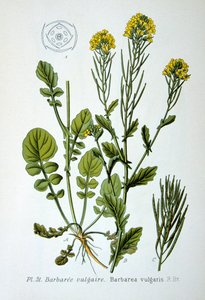 Sarı roket, 1893 by Unbekannt