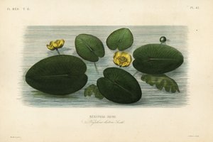 Sarı nilüfer, Nuphar lutea, Nenuphar lutea, Nenuphar jaune by Unbekannt