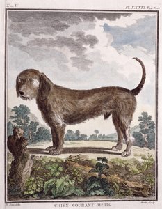Cross Breed Dog (renkli baskı) by Unbekannt Unbekannt