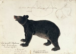 Asya Kara Ayısı Ursus Tibetanus