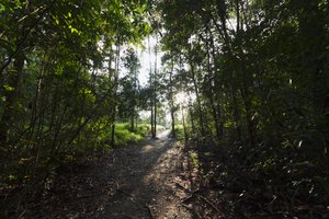 Camp Leaky, Tanjung Puting Ulusal Parkı, Central Kalimantan, Borneo, Endonezya tarafından ormandaki yol by Unbekannt Unbekannt
