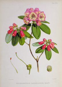 Rhododendron: Candelabrum, `The Rhododendrons of Sikkim-Himalaya