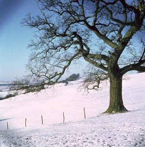 Kış manzarası, Hockley Downs, Essex by Unbekannt Unbekannt